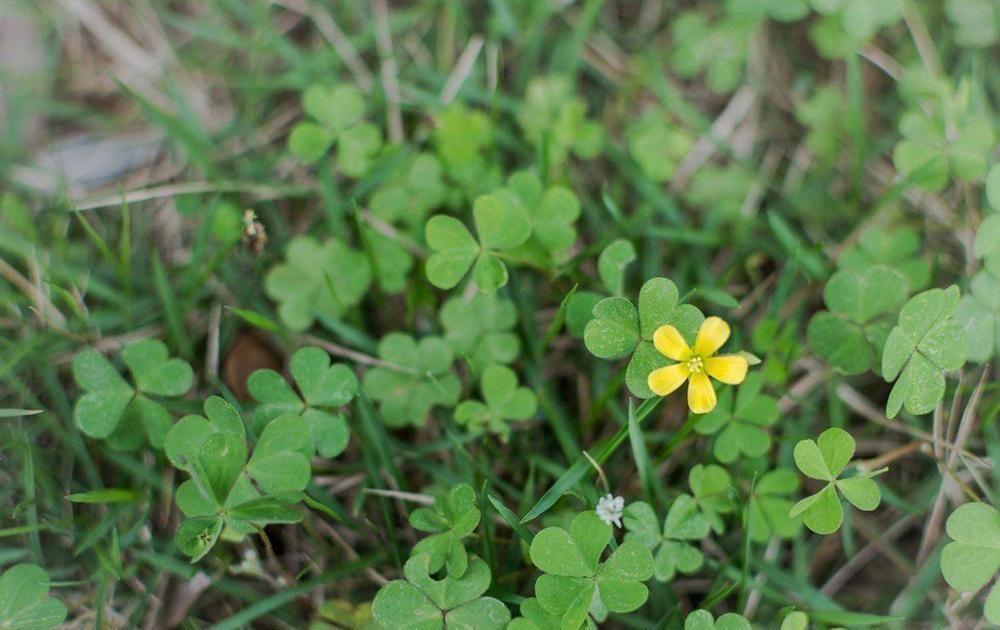 酢漿草|人稱“土人參”,兒時挖來當糖吃,如今一斤10元,稀罕少見