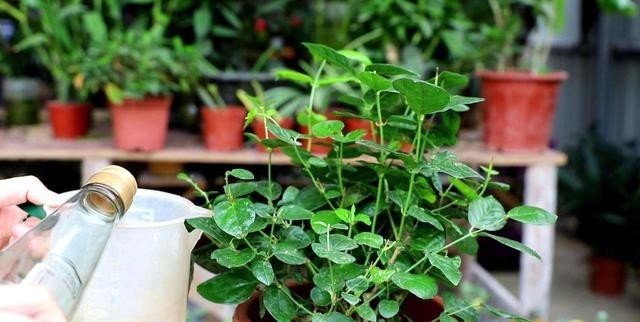 开花|盆栽花都怕“碱性”,养花学会2个技巧,土壤呈酸性,叶绿开花多