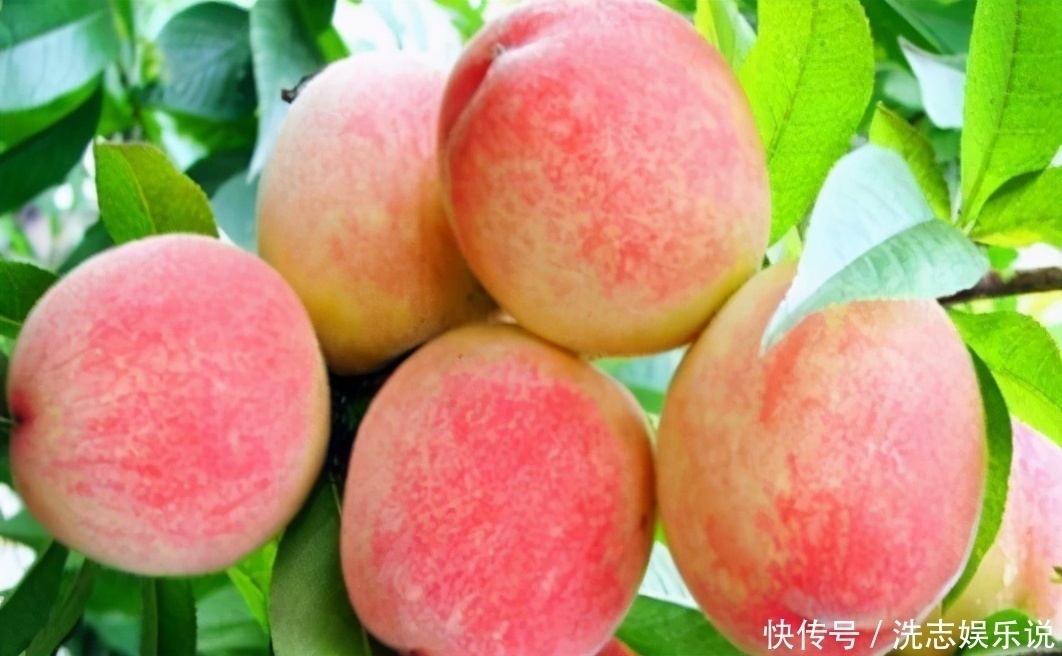 健康长寿|女性要学会常吃3种食物,祛斑养颜,延缓衰老,好处多多哟