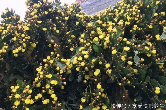 8种镇宅花，窗户边养一棵，霸气又镇宅！