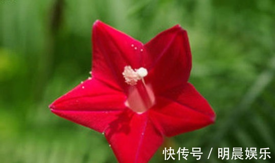 茑萝松|喜欢菊花，不如养盆“埃及众星”，花朵五角星，鲜红欲滴