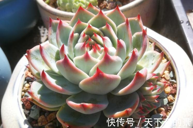 叶展|多肉吉娃娃株型小巧,单头最多10厘米左右,想翻盆秋天正是时候