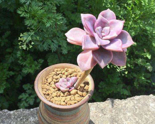多肉紫乐怎么养更艳丽教你3个小妙招，养出梦幻色彩的紫乐