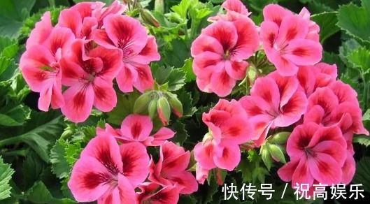 不如养一盆“天竺葵”,养护只需记住3点,养出花团锦簇的天竺葵