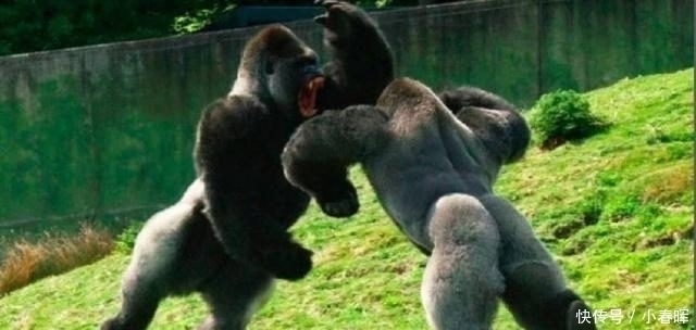 动物|天天举铁训练,肌肉还不大为何动物不运动肌肉发达程度远超人类