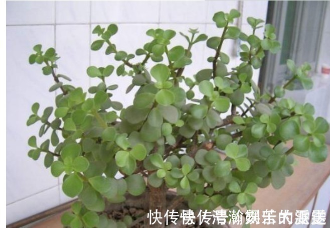 买盆景太贵此2种花插一根枝就能活，1年成老桩，越养越“值钱”