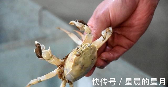蒸螃蟹|蒸螃蟹,冷水上锅还是开水上锅,十人九个错,难怪蟹黄外流腥味重!