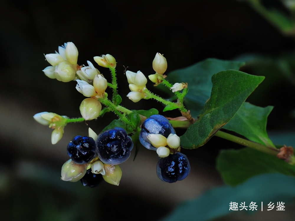 火炭母|花朵洁白果实黑似煤炭，这种野草看似无奇却用处多，遇见了请珍惜