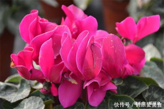 此花妖艳夺目烂漫多姿,给人一种展翅高飞的感觉,象征吉祥的到来