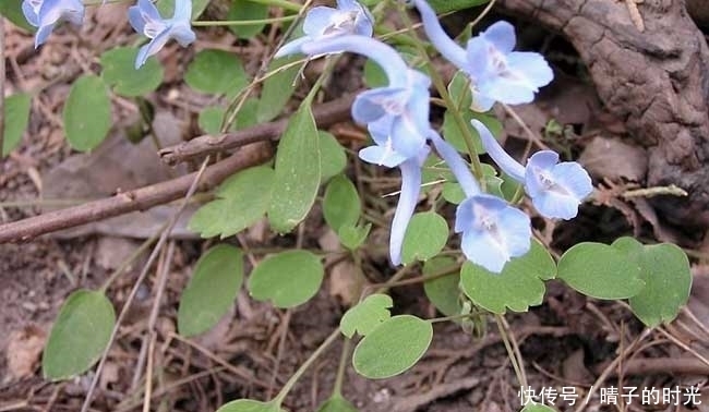  野草|提个醒：见到此野草，不妨采些回家，好处不请自来，作用非常大