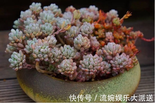 花月夜|5种颜值超高的多肉,粉粉的肉嘟嘟,最适合新手养了!