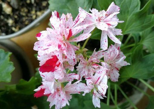 庭院种植此款植物,花色艳丽丰富,满屋花香四溢,美