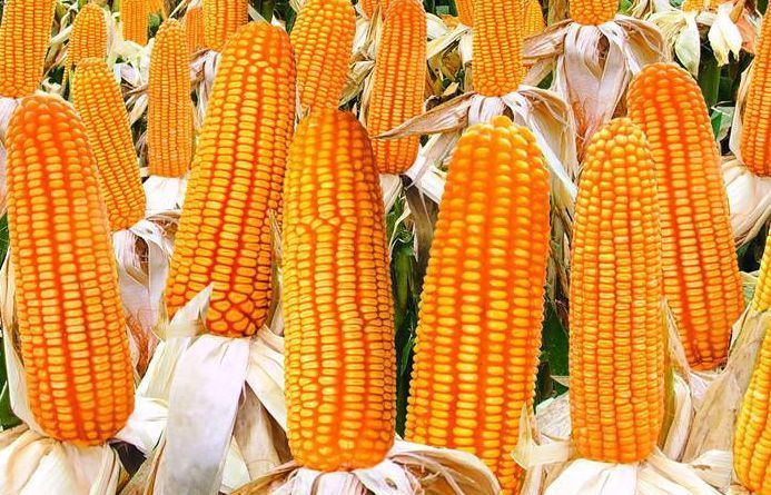 小知识|玉米和此物煮一煮，睡眠好了、皱纹淡了，女人不想显老可以试试