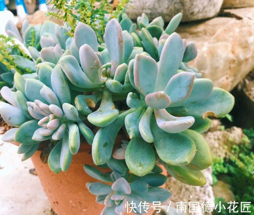 2种普通又皮实的多肉，枝叶旺颜色美易繁殖，养好了一样是精品