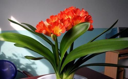 盆栽君子兰该如何催花?掌控4方面因素,开花早、状态理想