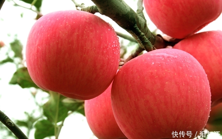 立冬后,多食苹果好处多,但不要与一物同食,却有很多人不清楚