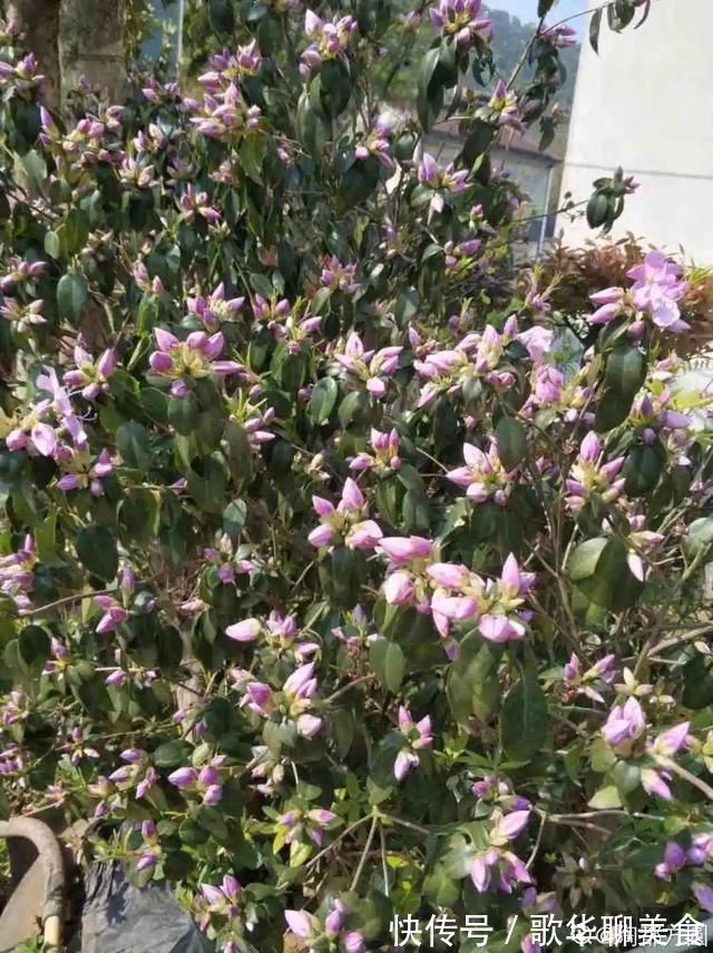 夏天养花,这个地方千万别摆,否则3天死翘翘