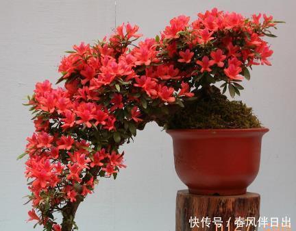 名花|中国十大名花之一,四季开花,观赏价值高,一花多色,漂亮又芳香