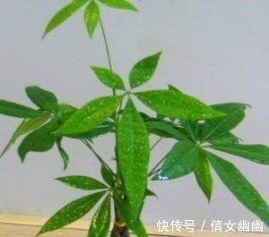 平安树|客厅不要乱养花,要养就养这三盆高贵大方的,保平安又旺财