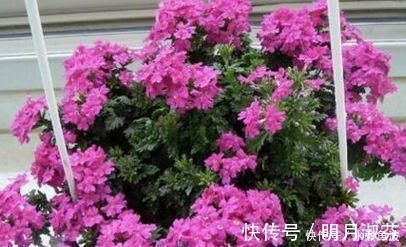 不要再扔掉这个东西了,往花盆里加一个花就多了,叶子绿了,比花强10倍