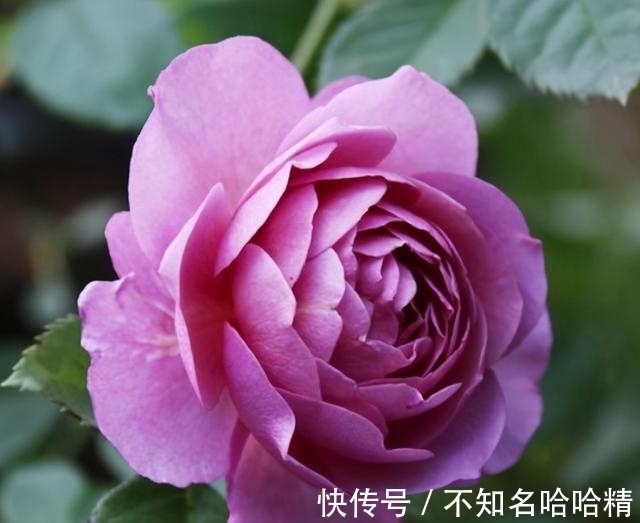 月季|被淘汰掉的藤本月季,听起来很经典,实际是鸡肋