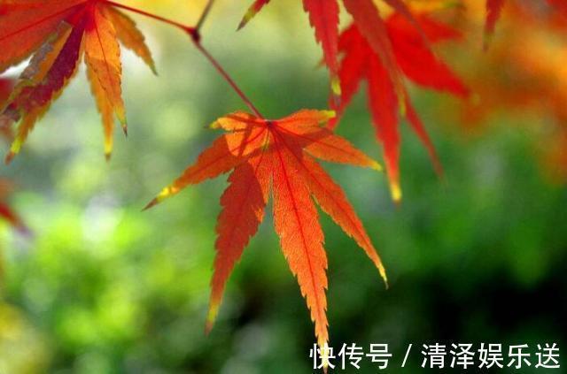 道天凉@辛弃疾最无奈的一首词,年少时不知其意,读懂时已不再年轻