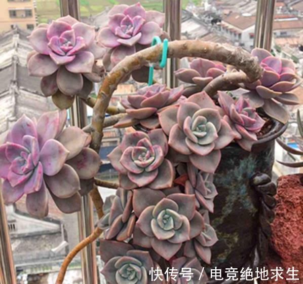 趁着还没立冬,赶紧养盆多肉紫乐,皮实好养越晒越好看,值得拥有