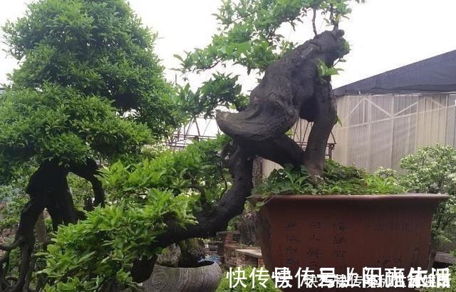 别再养发财树、金钱树了,此种树,山上“挖1棵”,养成老桩值钱!