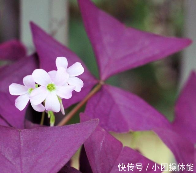 几种喜欢生长在半阴处的开花盆栽,养窗台边就很容易孕育花朵!