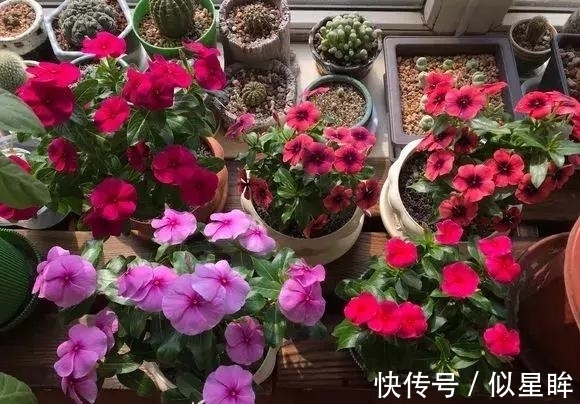 蓝雪|2种花不怕热，越热越开花，一开200多天，现在种1个月就开爆！