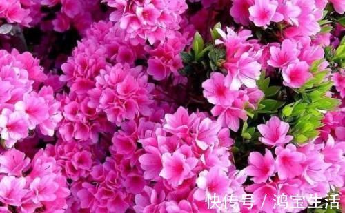 2种花,再漂亮也别养,太难养了,养花大神都难养活!