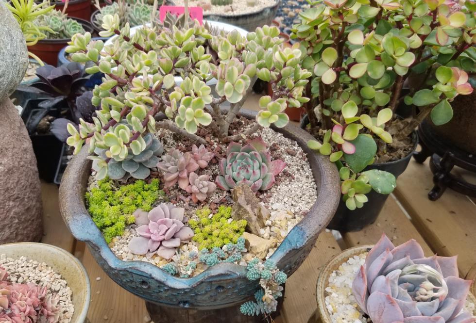 降温|休眠中的多肉,遇上高温天,想“保命”就得落实此4点