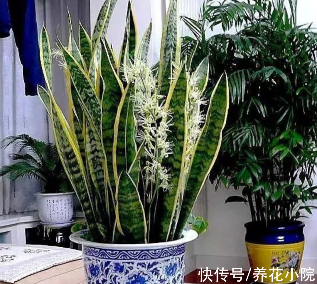 3种花,冬天要“穷养”,难怪总是养不好