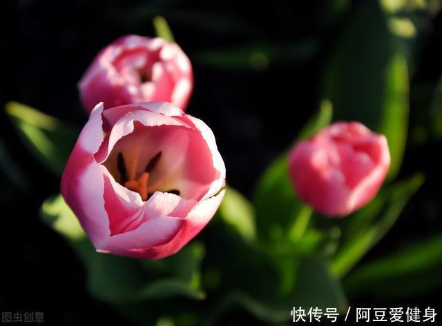 “一次性的”4种花,开完别再浪费时间精力养,不划算