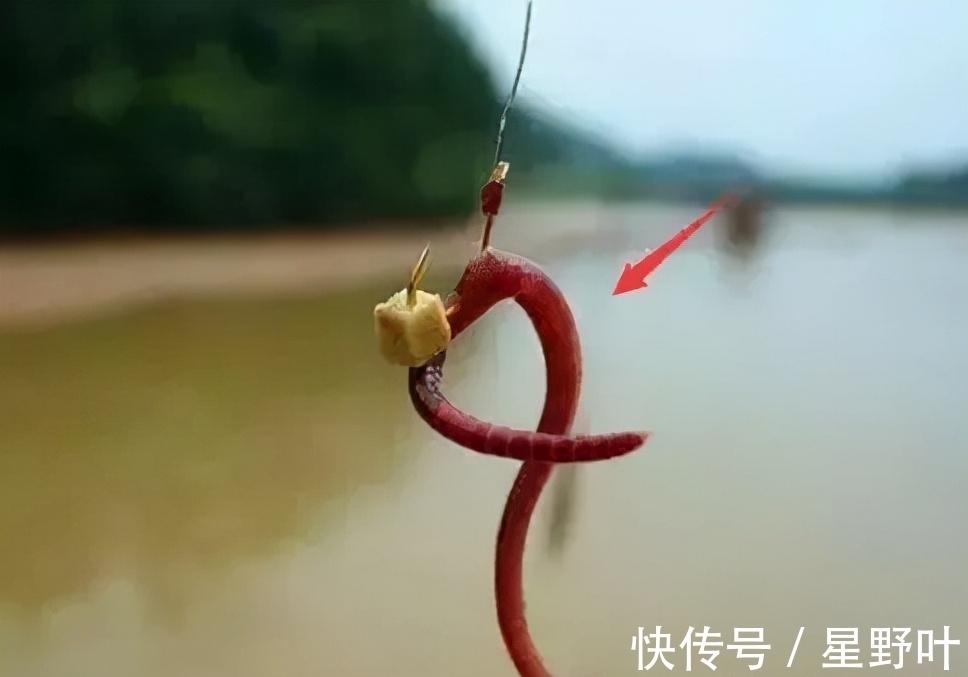 冬钓哪种饵料效果好?别再纠结了,老钓手教你正确选择饵料