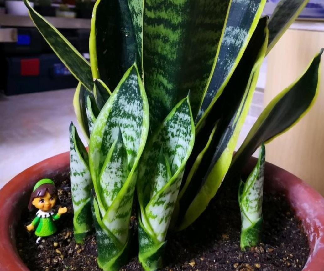 3月养虎皮兰，常用1种液肥，盆中不断冒新芽