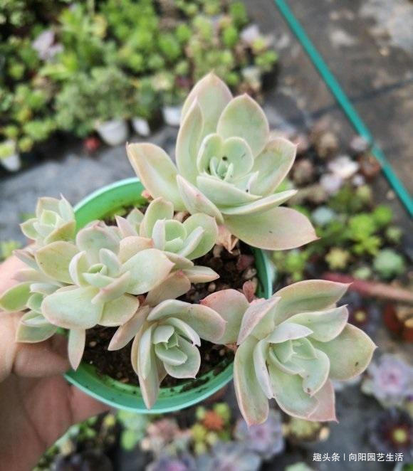 夏季买多肉,正确“上盆姿势”,千万别浇水,浇水必烂根黑腐