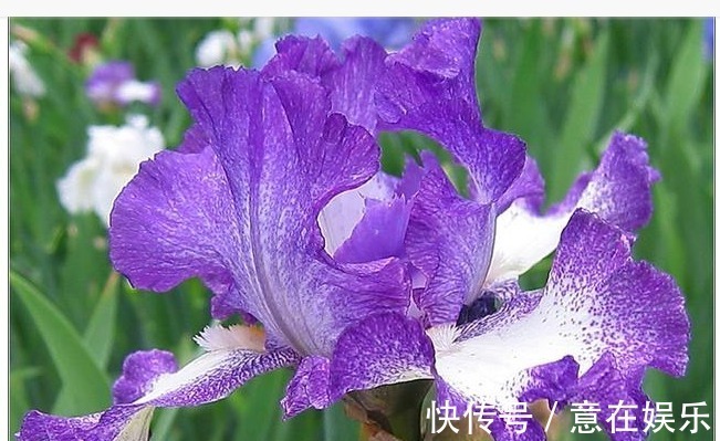 象征着鹏程万里,前途无量,素雅大方的鸢尾花