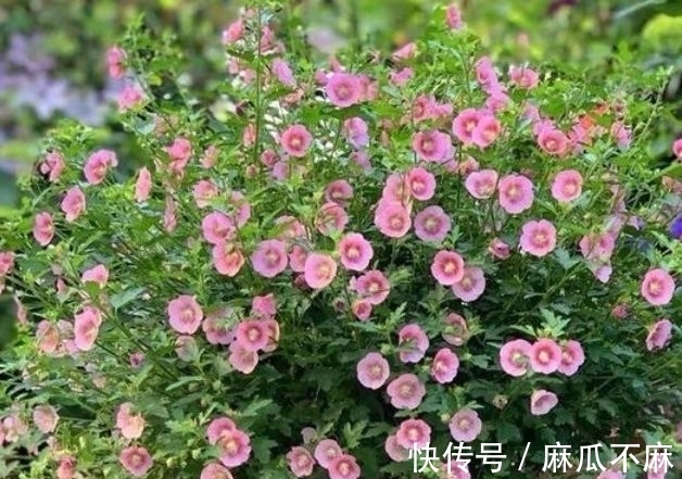 铁线牡丹|几种花,开花漂亮又好养,美爆了,叶子漂亮,还能开花