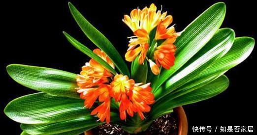 冬天养君子兰,3个动作催一催,叶片挺拔如折扇,开出层叠群花!