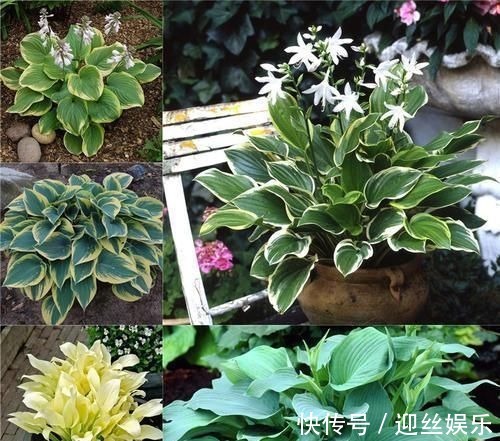 她家从不养绿萝,就养4种“颜值花”,叶子比花还好看