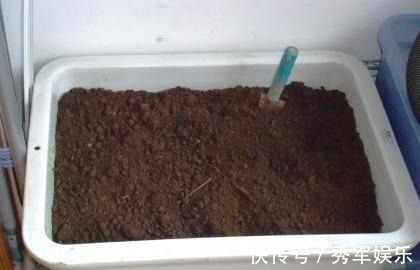 排水性|养花旧土该如何重复利用掌握这些,不用多费劲就能变成新土