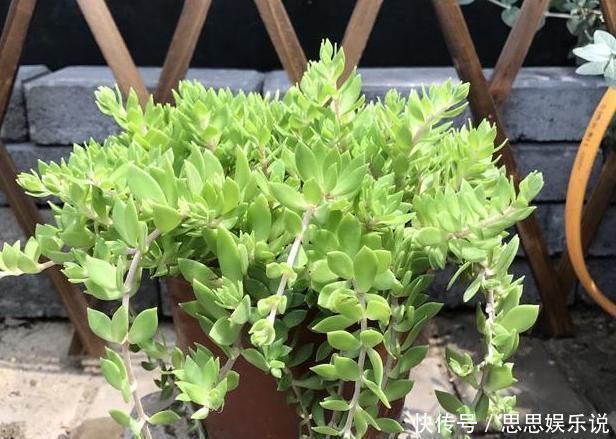 蹭蹭|喜欢生长在溪边的它,移栽回家当盆景,注重5点蹭蹭长爆盆