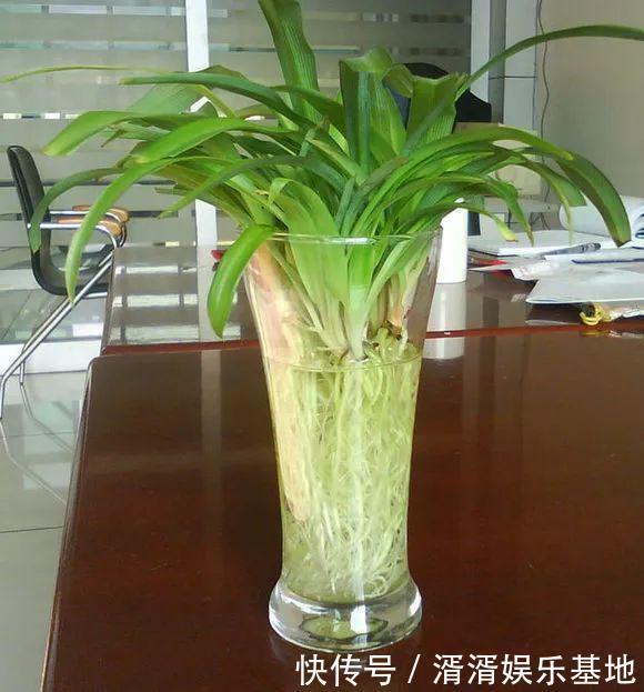 种花|养此5种花,夏季就像“水桶”,浇水越多、长得越旺