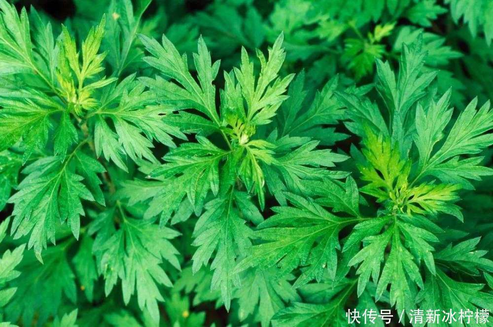 螨虫|床垫用久成螨虫窝,婆婆教我用这一土方法,把螨虫消除得干干净净!