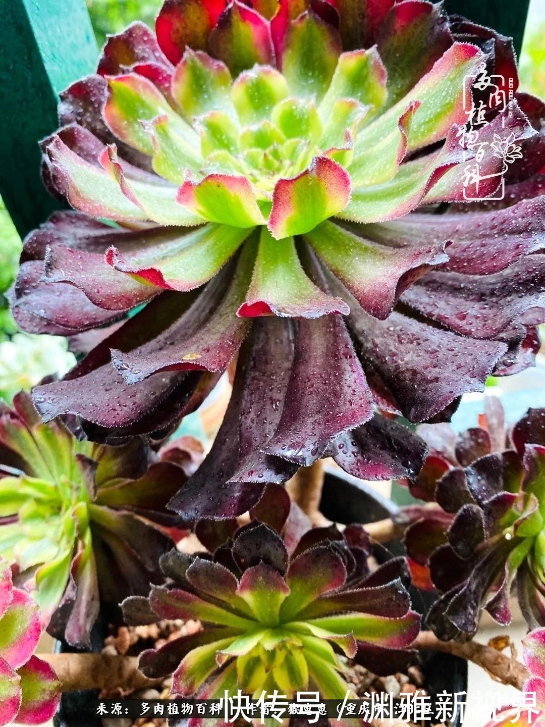 若不尝试,何以了解!原来这才是多肉们该有的样子!