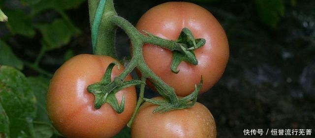 生吃西红柿对身体有什么好处