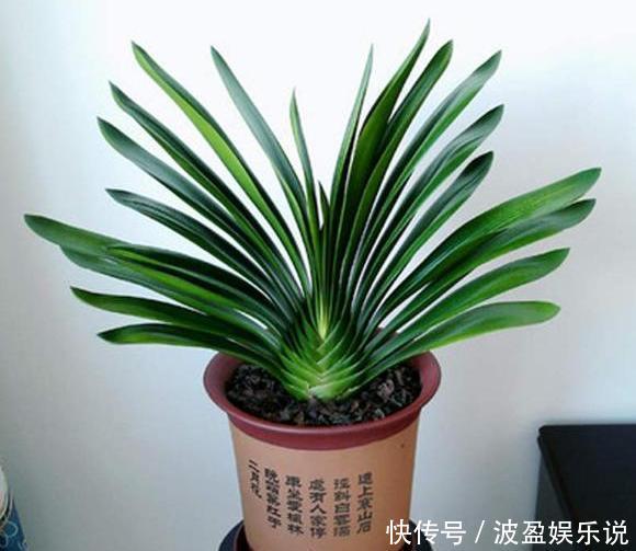 三角梅|君子兰长成“丑八怪”,就是叶子不听话,这几点一定要做好