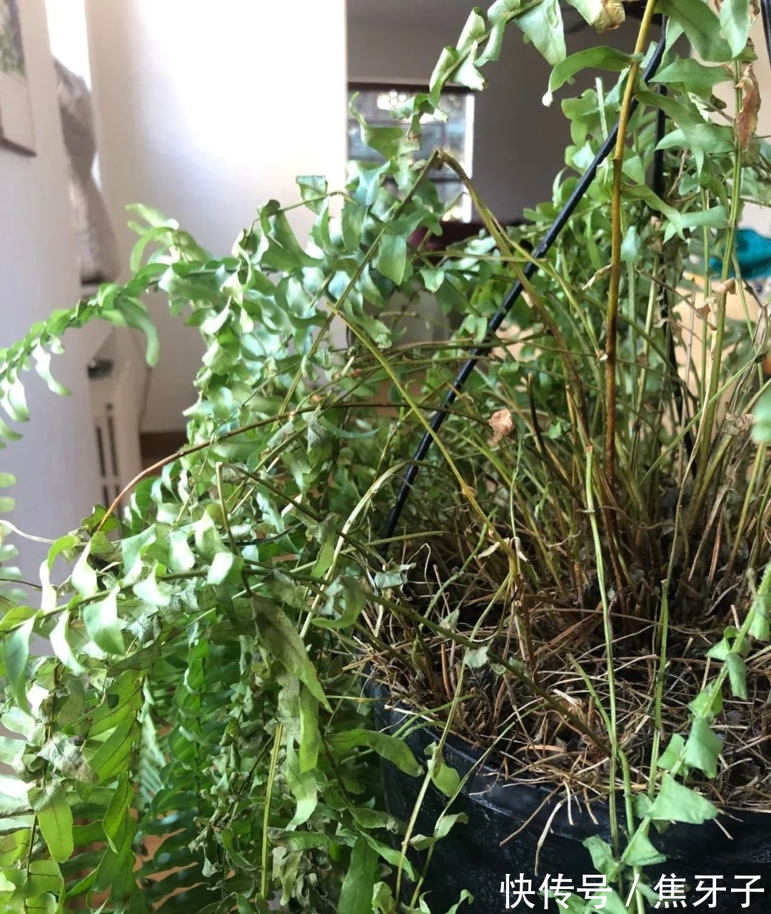 观赏蕨类植物叶子发黄的6大原因,黄叶的症状和解决方法