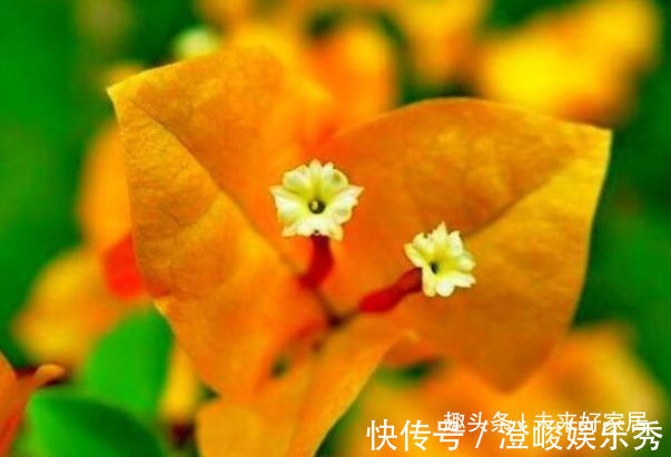 月季花|“珍品”柠檬黄三角梅,花姿高雅,赏心悦目,堪称养花必备